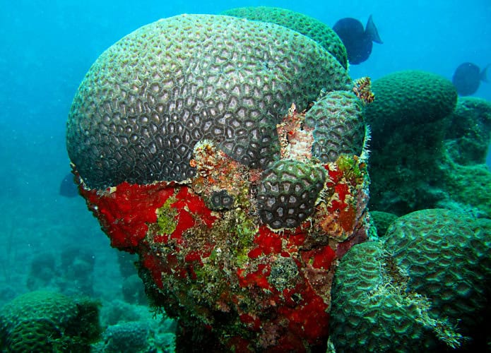 coral-1-695x500