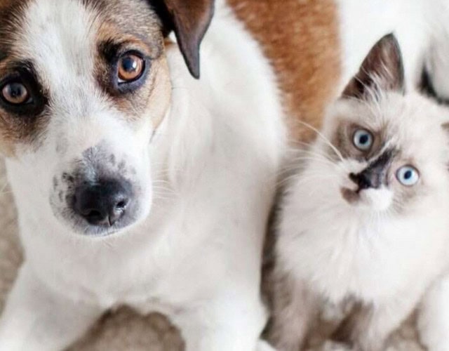 Capa - cachorro e gato