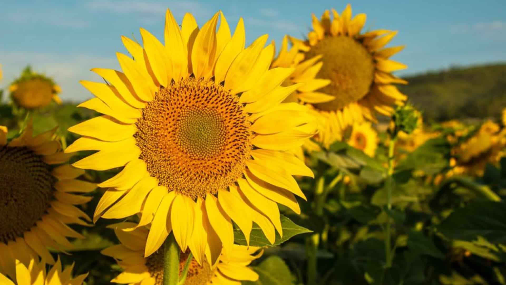 girassol-1-1920x1080