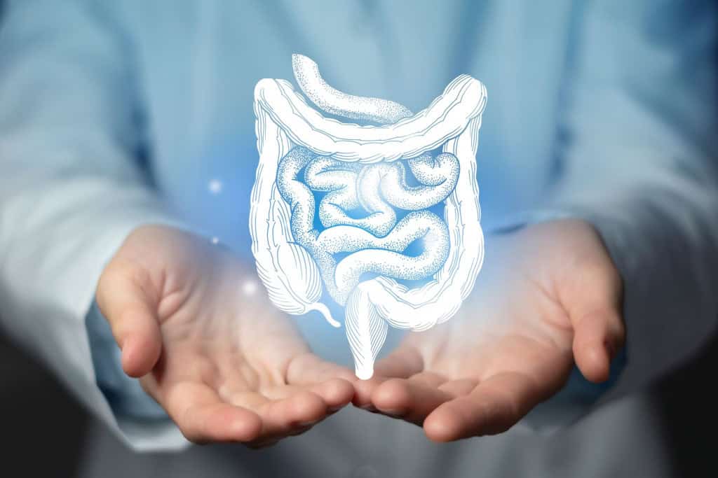 intestino