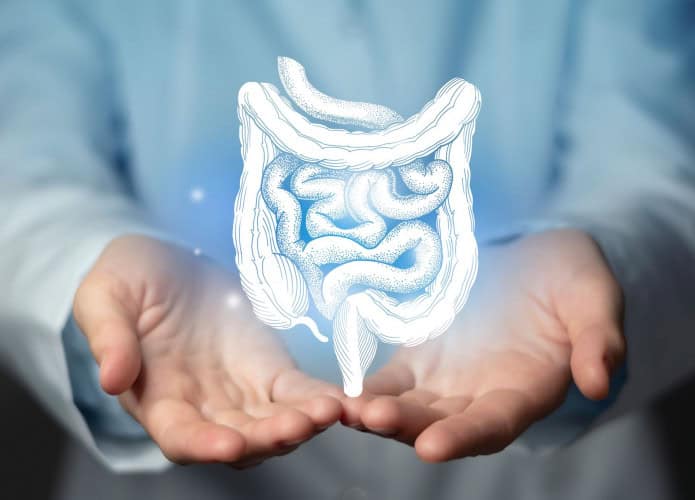intestino