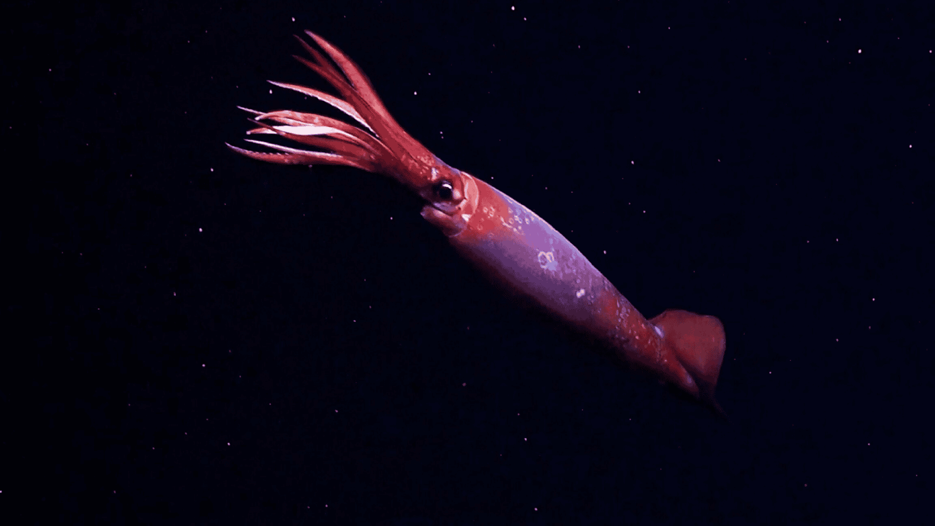 lula-gonatus-antarticus-1920x1080.png
