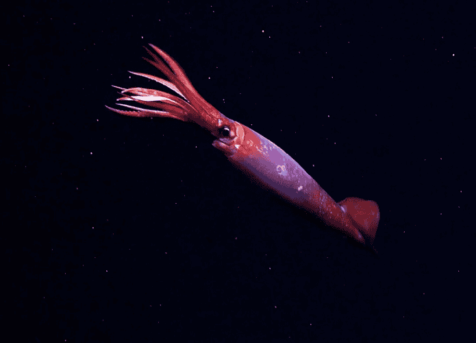 lula-gonatus-antarticus-695x500.png