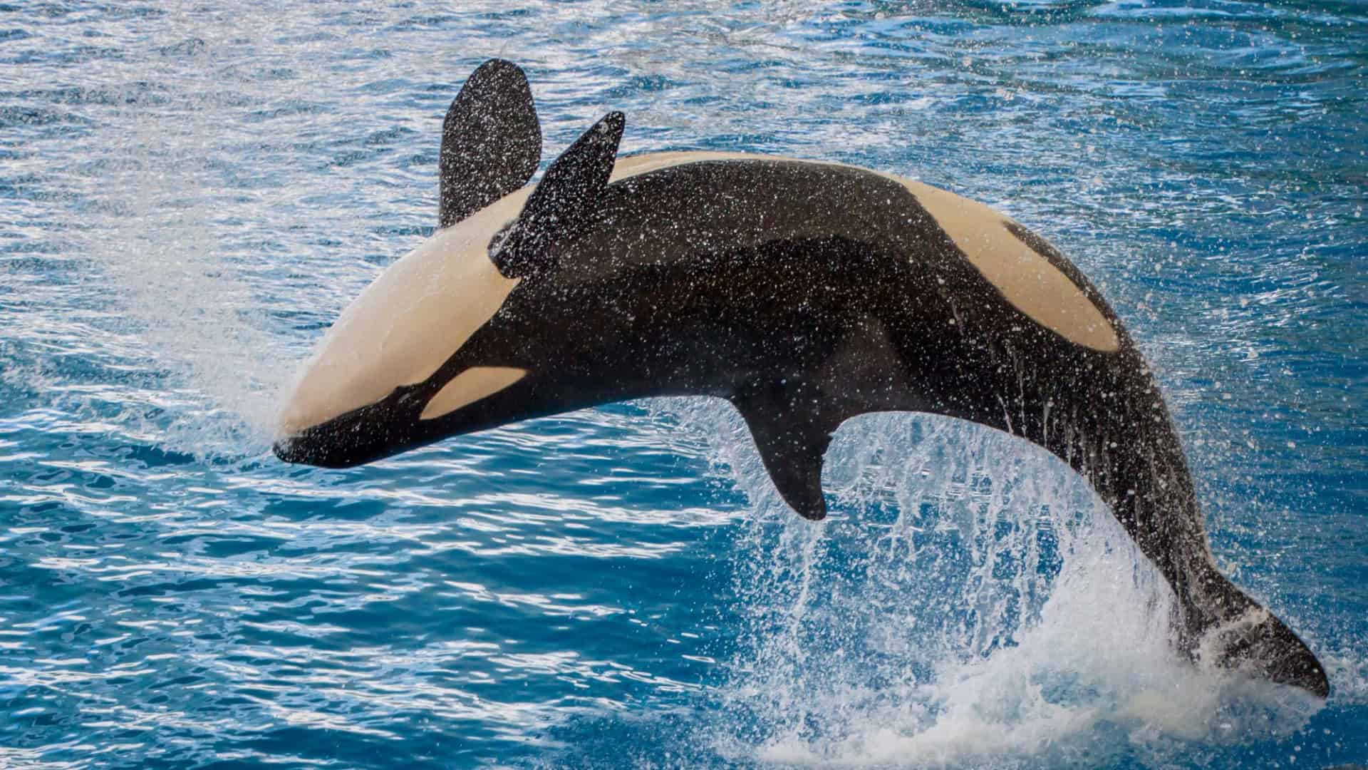 orca