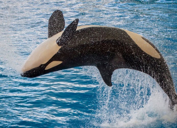 orca