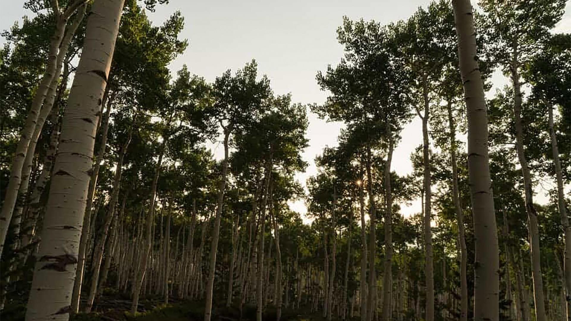 pando-utah-1920x1080