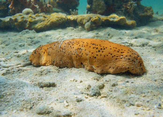 pepino do mar