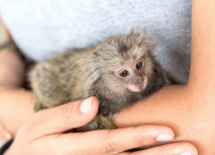 Sagui