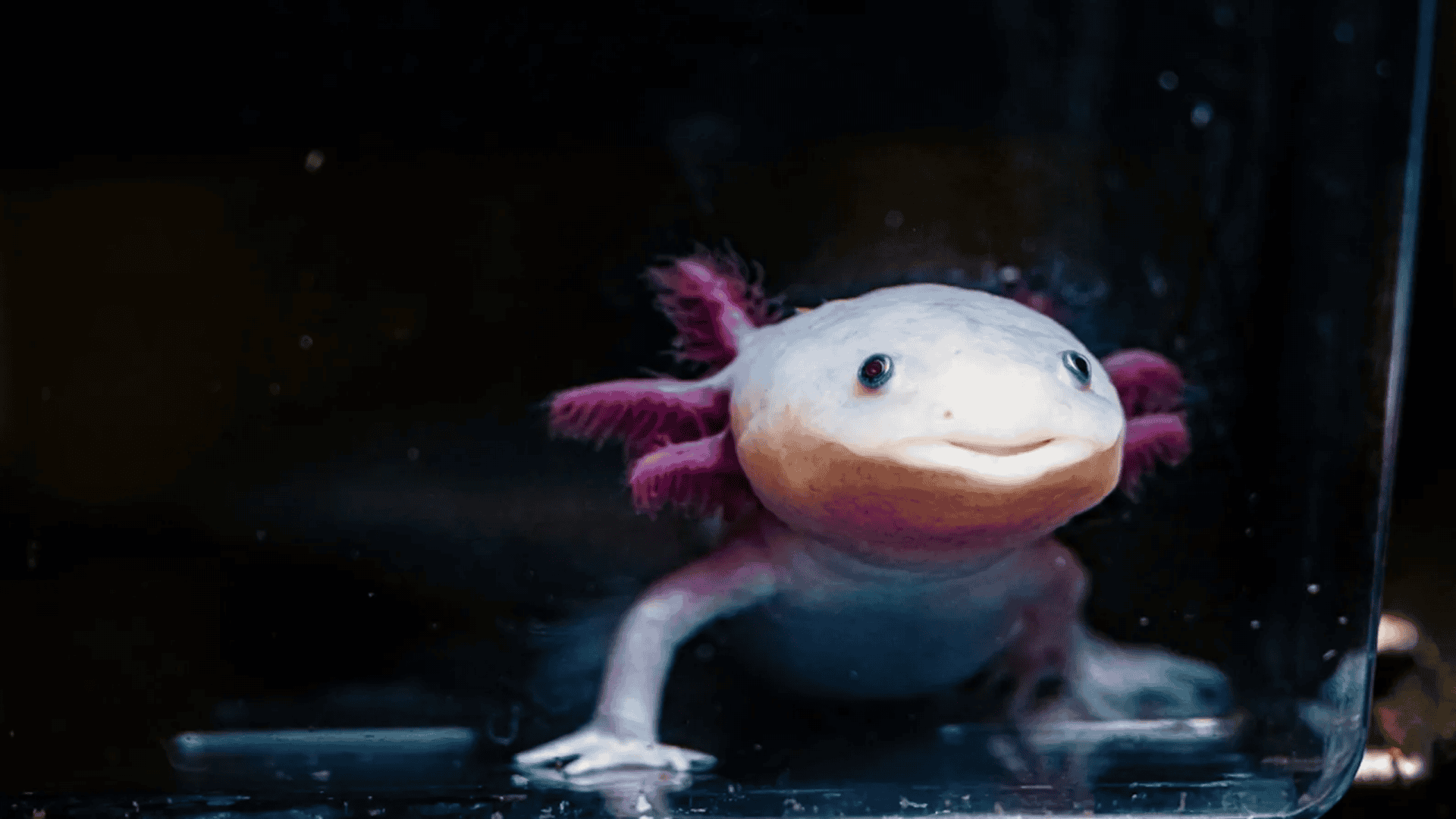 Axolote de perto