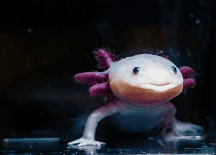 Axolote de perto