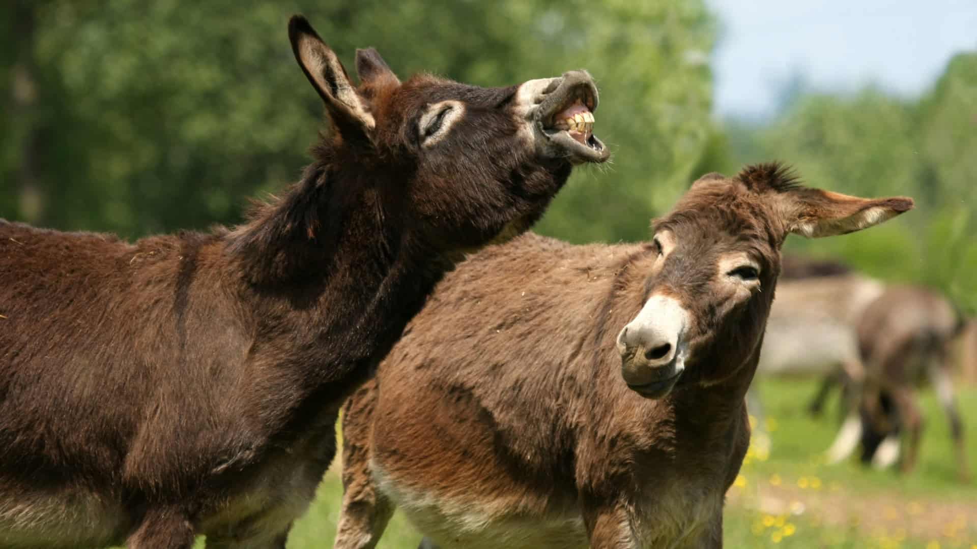 shutterstock_142020328-1-1920x1080