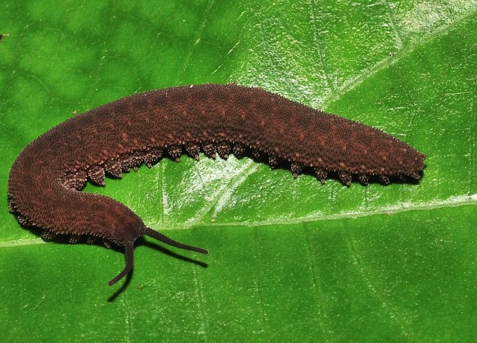 Onychophora