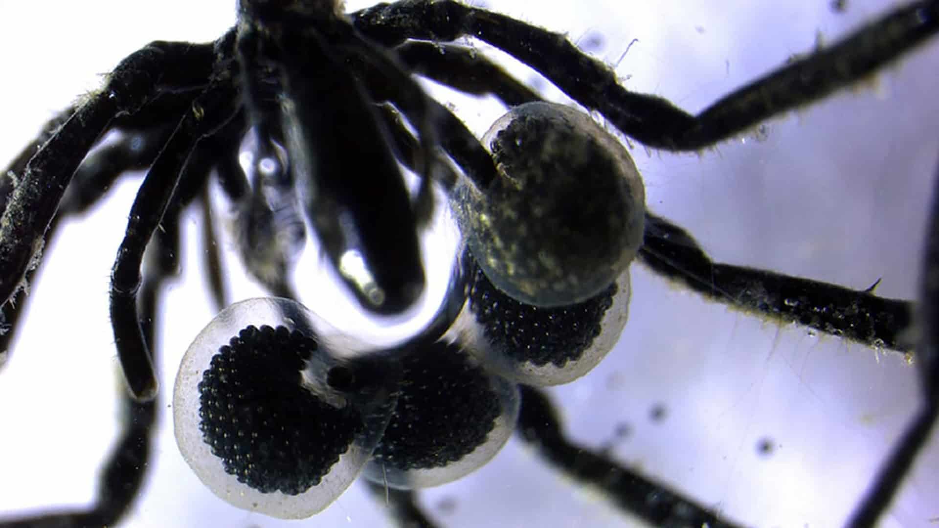 Aranha marinha