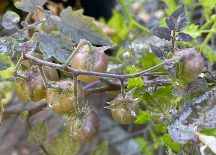 tomates