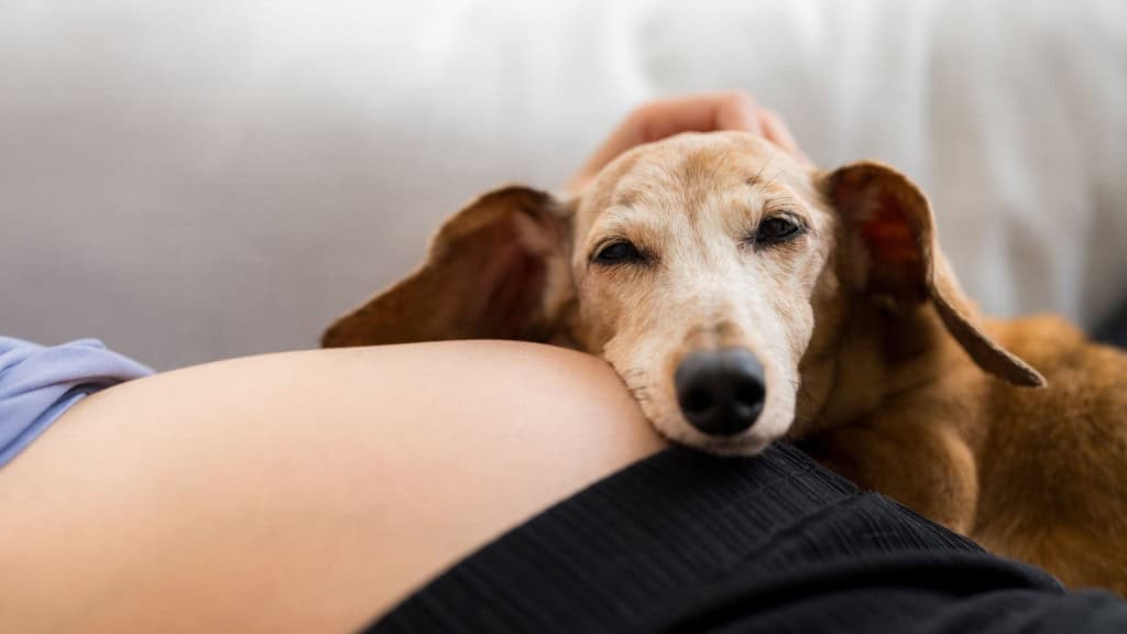 Pessoa está deitada enquanto um cachorro marrom repousa tranquilo sobre sua barriga. A cena transmite carinho, conforto e conexão entre os dois.