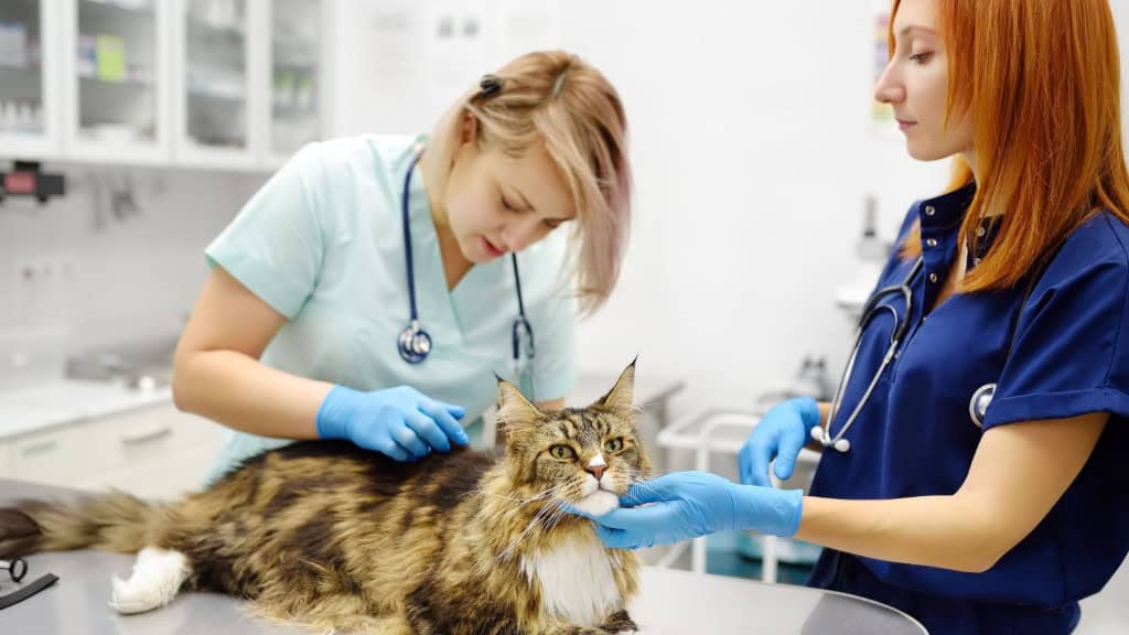 Dois veterinários profissionais examinando um gato Maine Coon em uma clínica veterinária. Exame de animal de estimação em consultório veterinário. Equipe de médicos verifica um gato peludo em busca de pulgas e carrapatos.