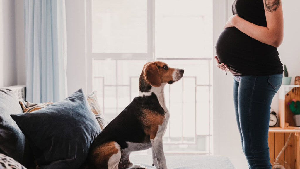 Um cachorro da raça beagle está sentado no sofá, olhando atentamente para uma mulher grávida em pé, que segura carinhosamente a barriga. A cena se passa em uma sala iluminada, transmitindo um clima de calma e conexão.