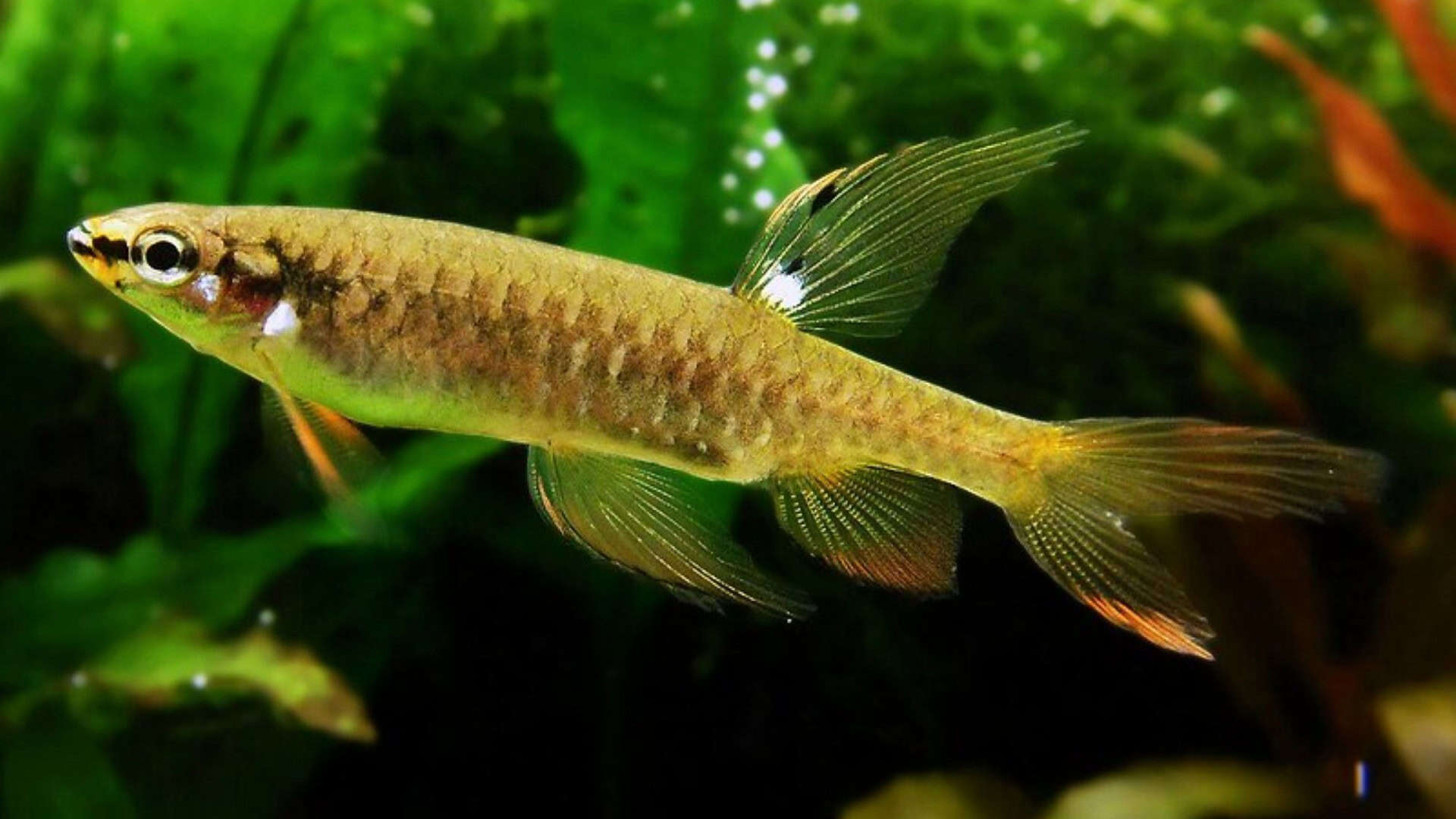 Copella_arnoldi-capa-1920x1080