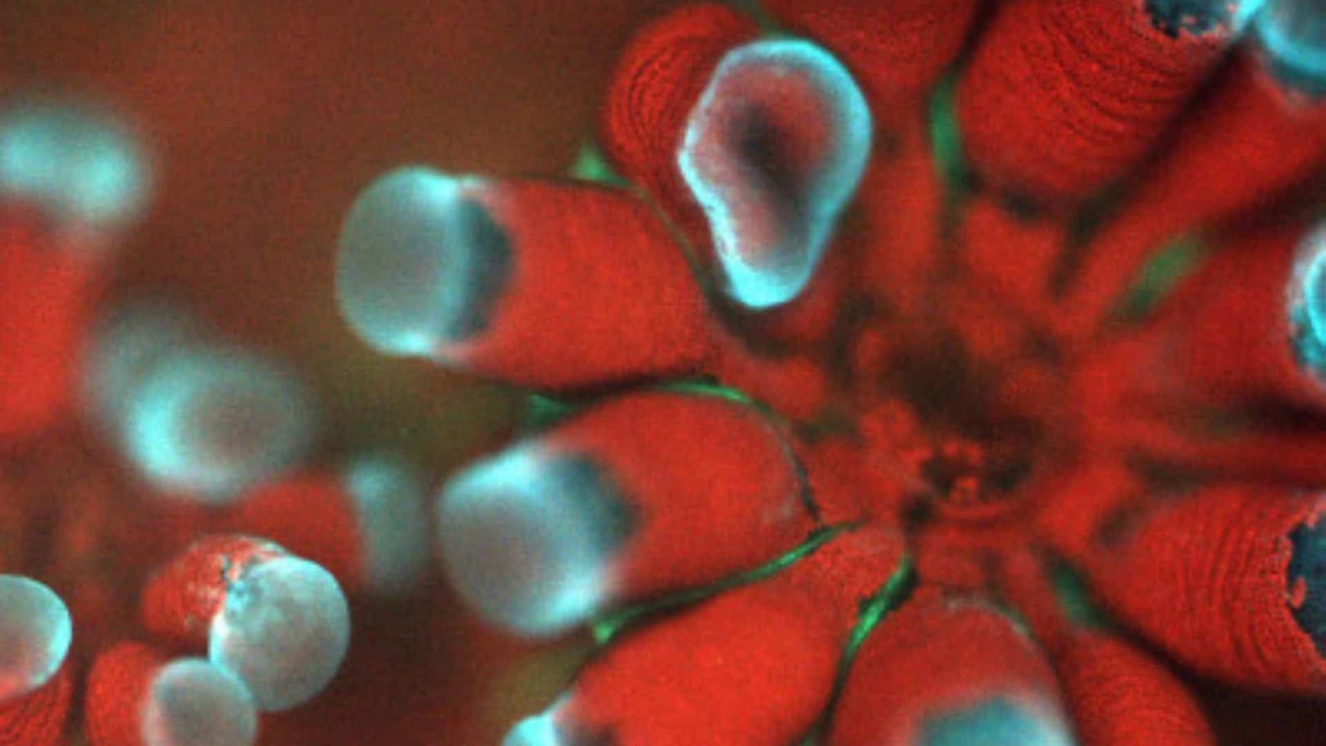 Uma imagem do coral Stylophora pistillata obtida pelo novo microscópio 