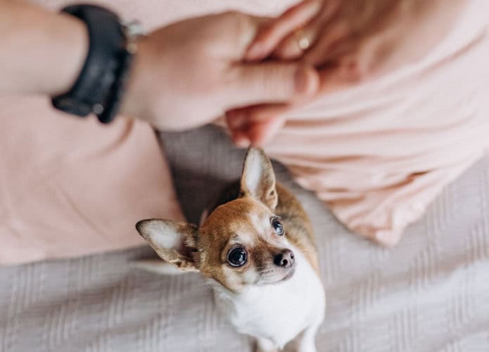 Um cão pequeno observa atentamente duas mãos entrelaçadas, em um ambiente acolhedor com almofadas ao fundo. A cena sugere conexão afetiva entre humanos e o olhar atento do animal.