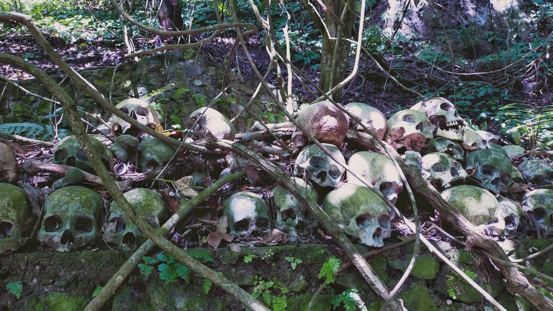 foto de crânios em voltos de galhos expostos na Ilha Caveira, cemitério a céu aberto em Bali
