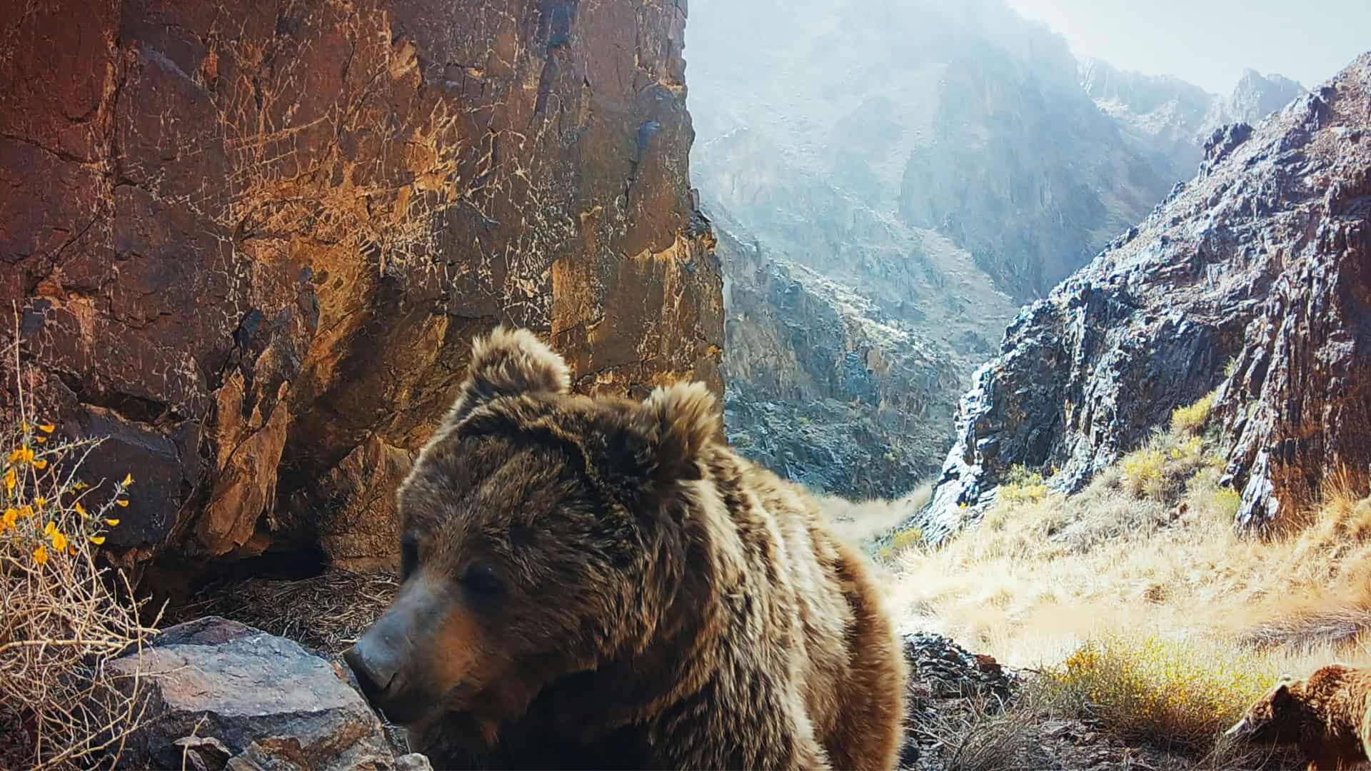 Imagem de episódio de documentário do Apple TV+ sobre urso-de-gobi