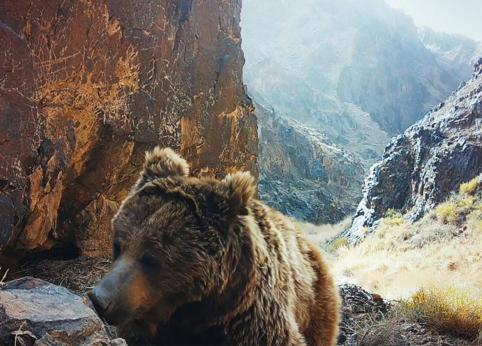 Imagem de episódio de documentário do Apple TV+ sobre urso-de-gobi