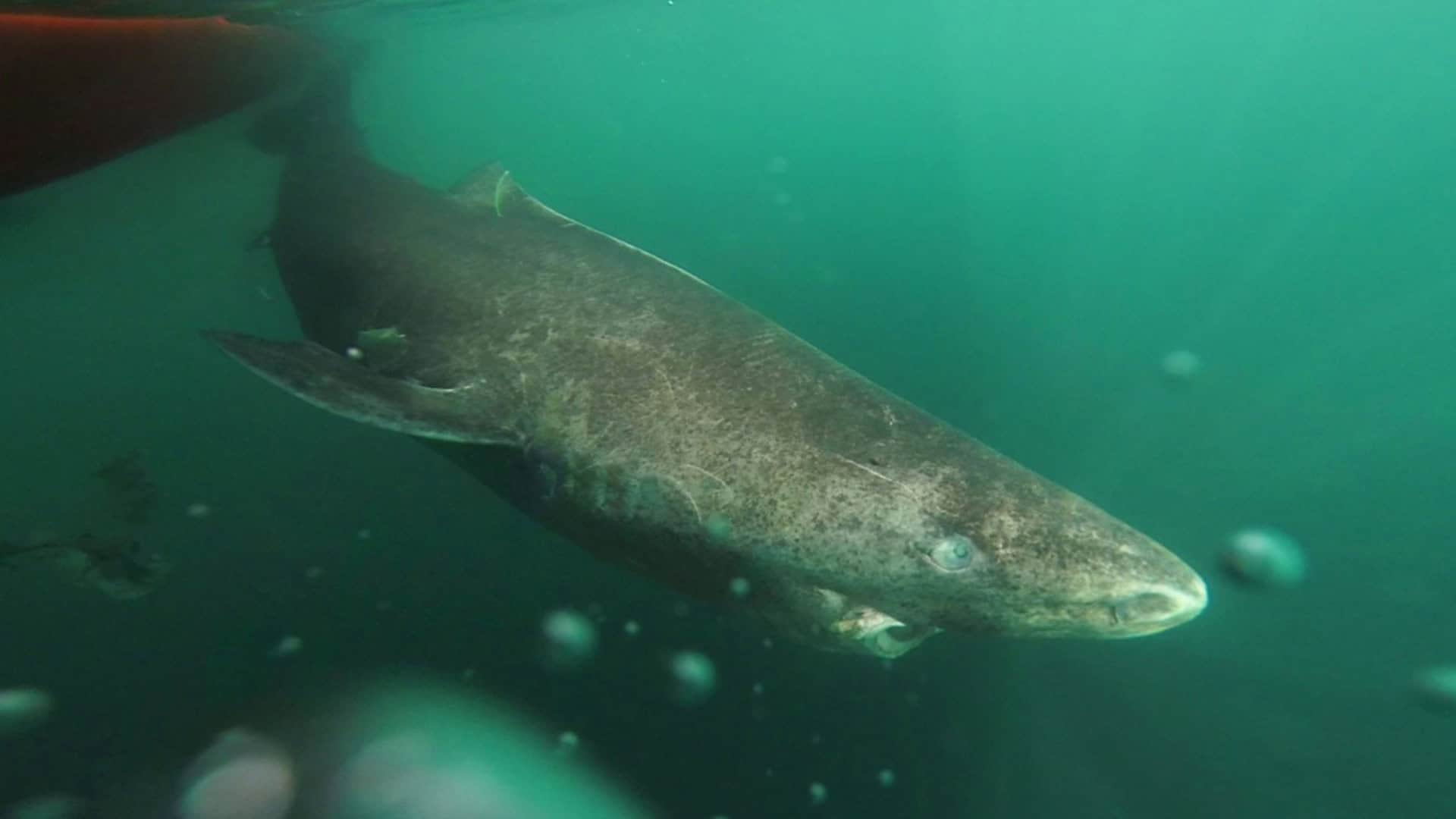 Tubarão-da-Groenlândia nadando no oceano