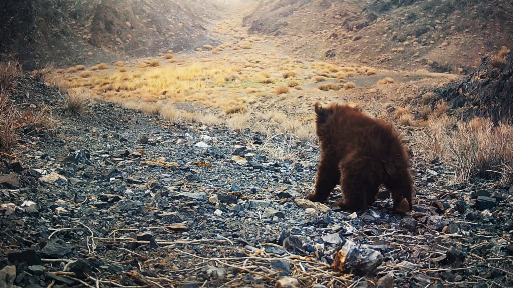 Imagem de episódio de documentário do Apple TV+ sobre urso-de-gobi