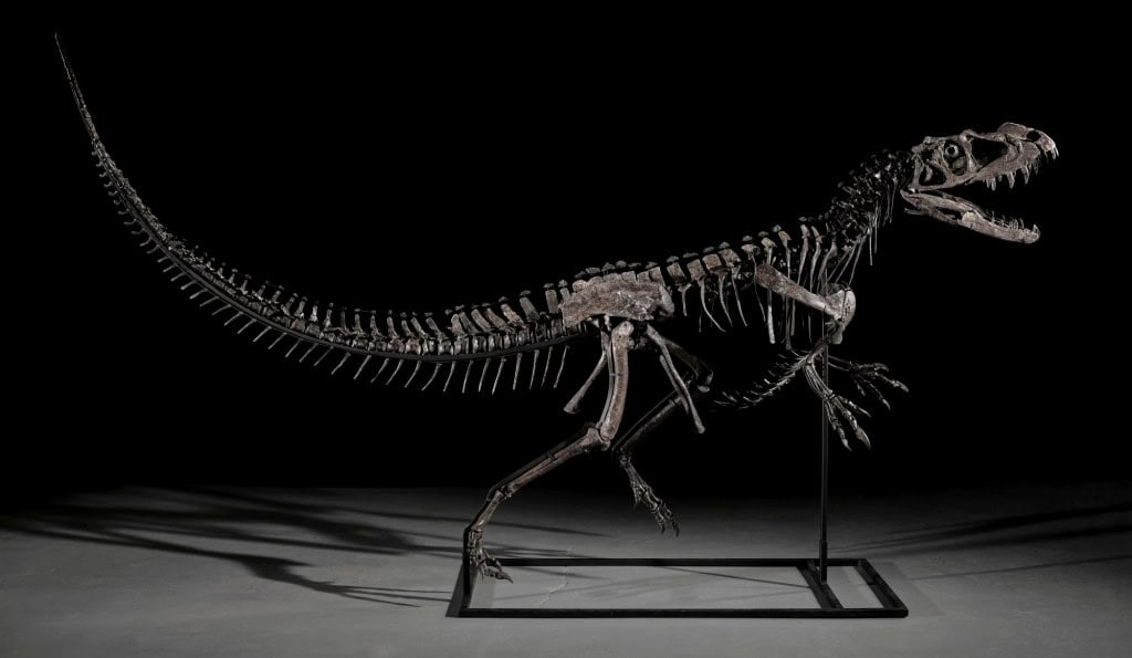 A equipe da casa de leilões articulou o esqueleto anatomicamente e o montou em pose de ação sobre uma armadura de metal personalizada.
