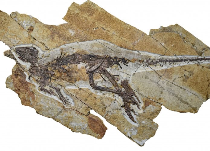 O espécime tem 60 centímetros e foi encontrado em rochas de 163 milhões de anos na China.