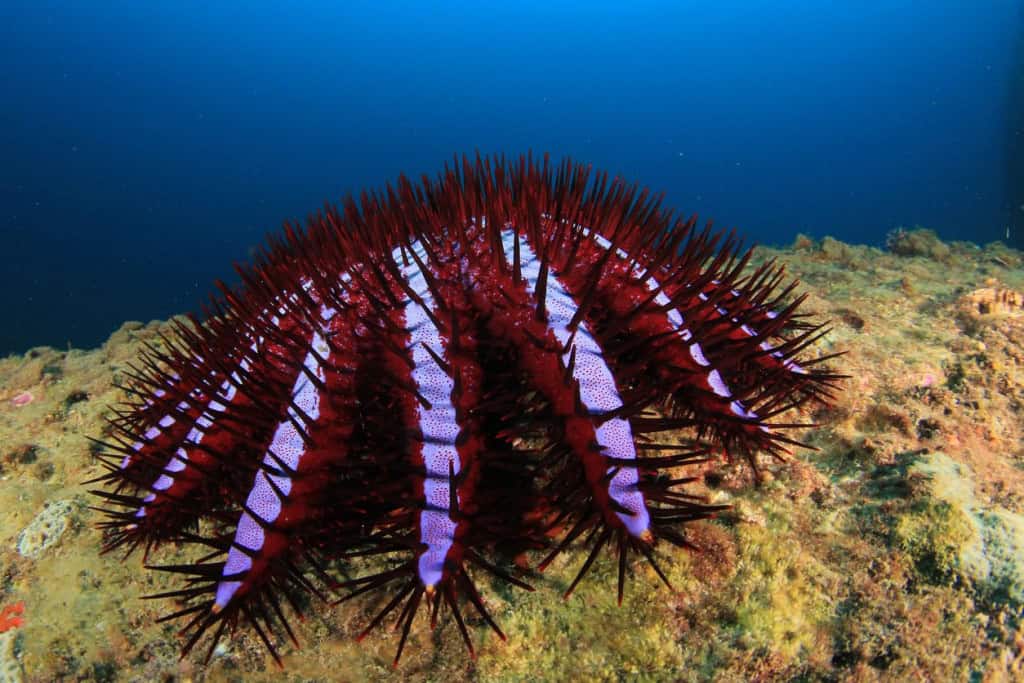As Acanthaster planci habitam os oceanos Pacífico e Indico.