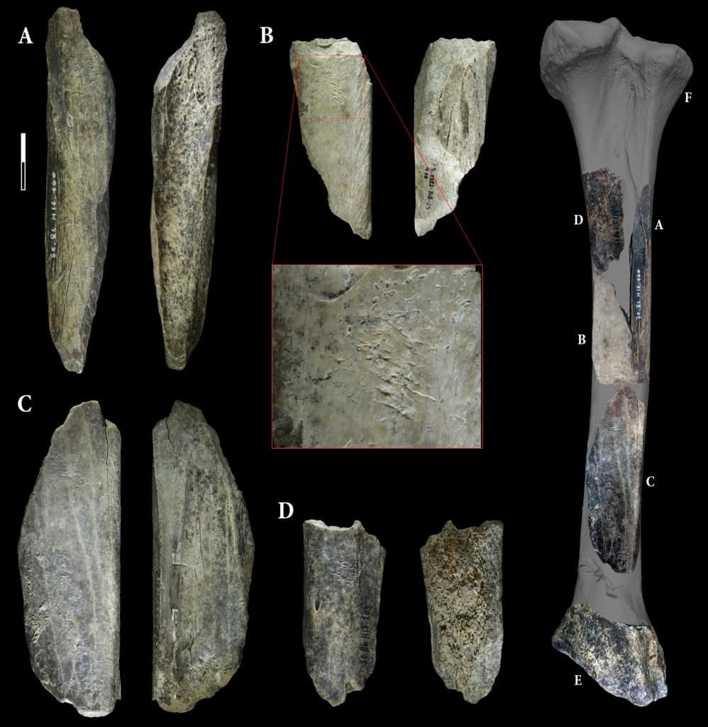 Os quatro instrumentos ósseos encontrados na Caverna Scladina vieram da mesma tíbia de leão-das-cavernas.