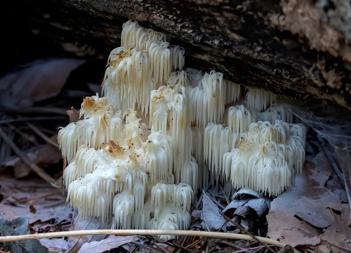 Hericium-erinaceus-1-695x500