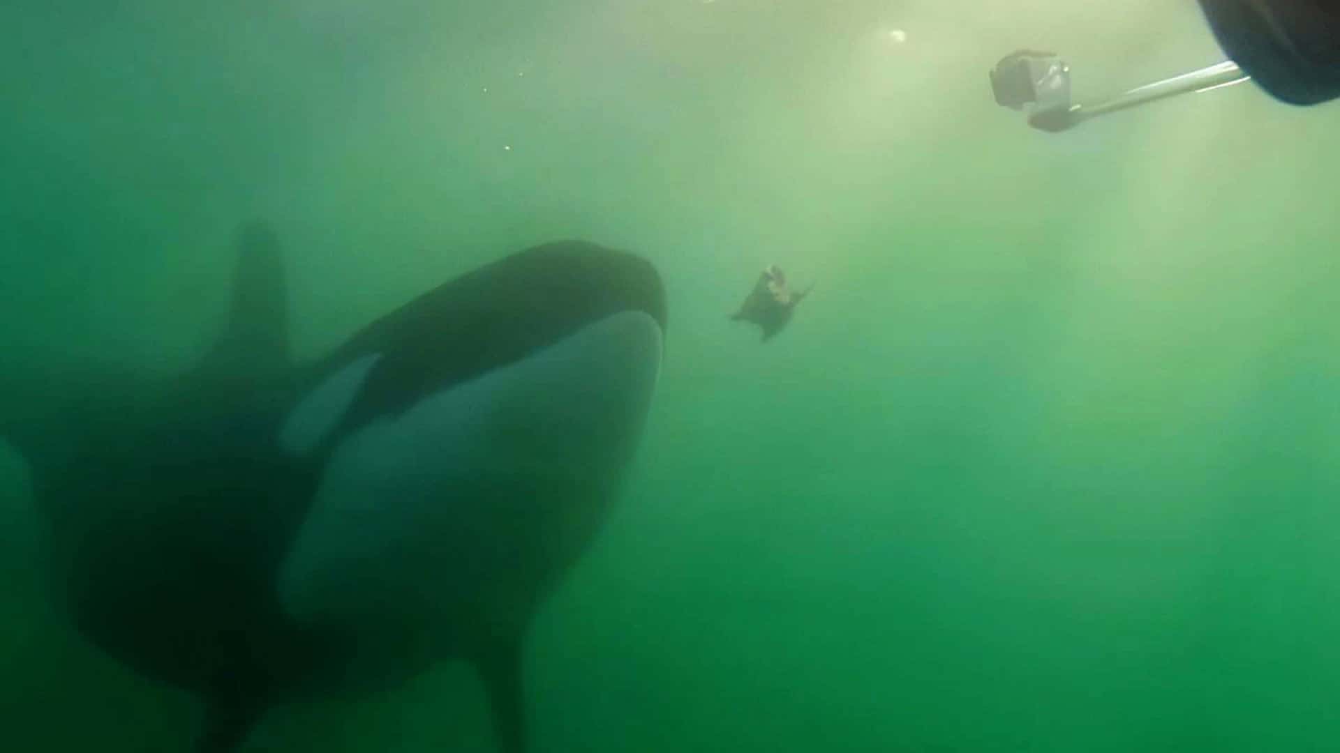 Orca oferecendo pássaro morto