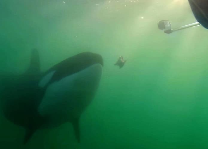 Orca oferecendo pássaro morto