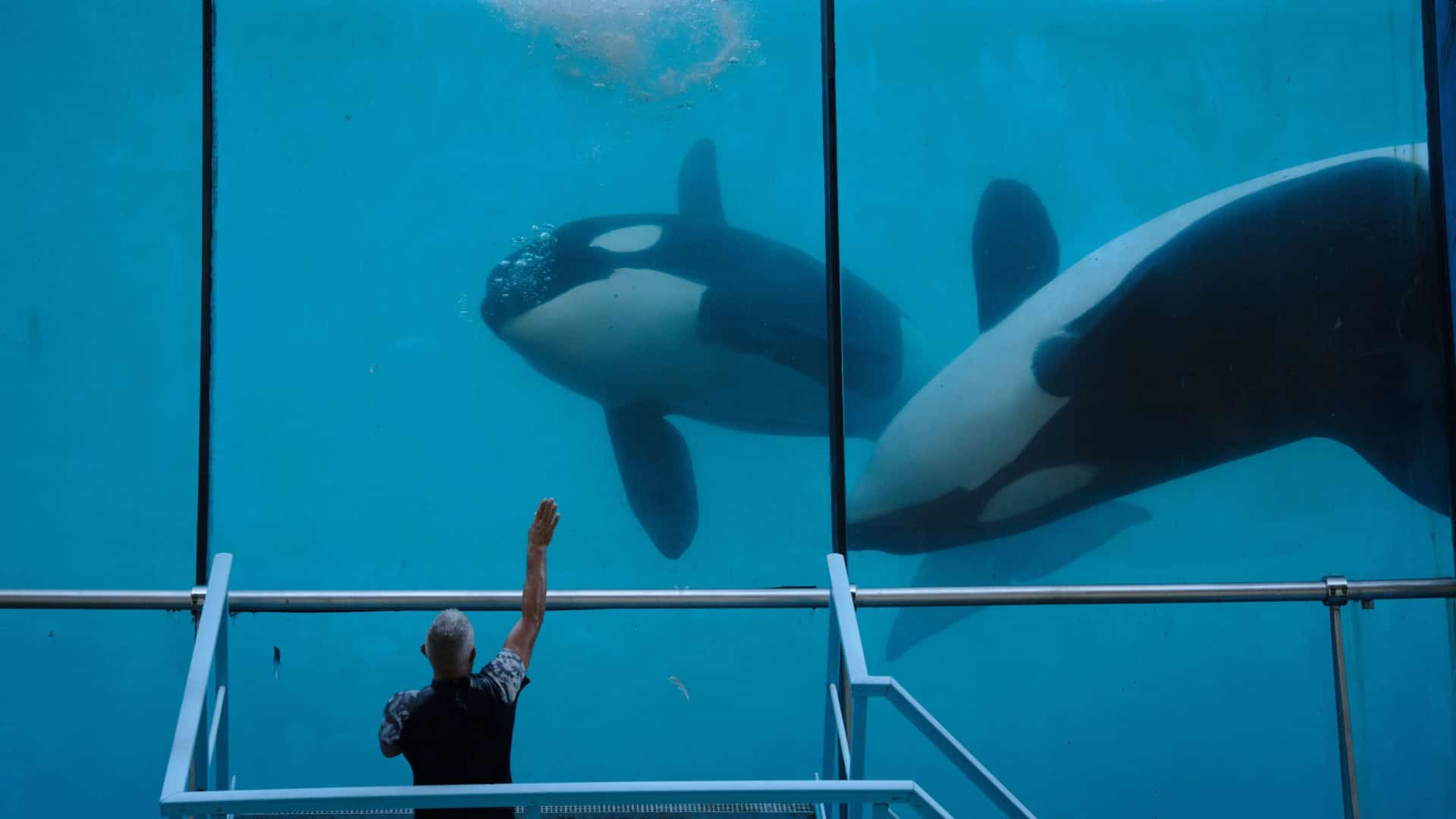 Baleia assassina em cativeiro em Marineland, Antibes, França