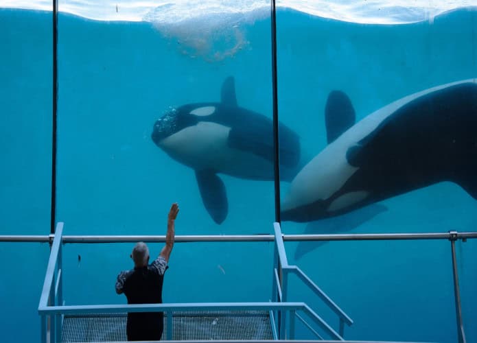 Baleia assassina em cativeiro em Marineland, Antibes, França