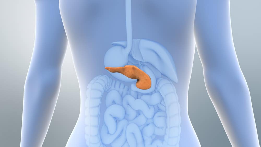 Pâncreas no corpo humano