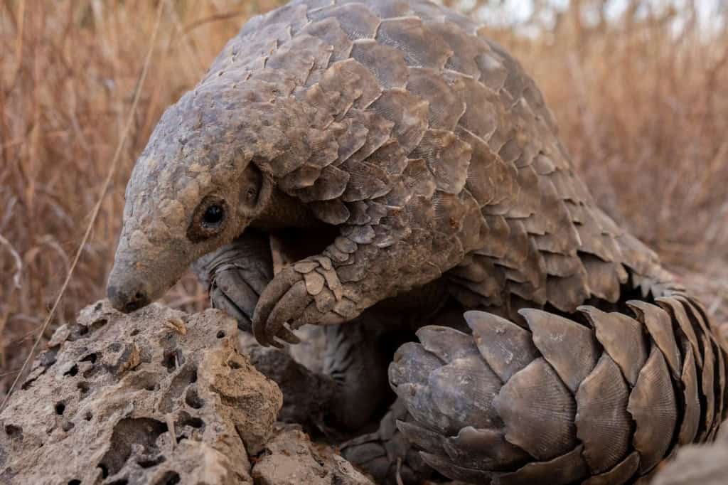 Os pangolins são pequenos mamíferos comedores de insetos, principalmente formigas e cupins.