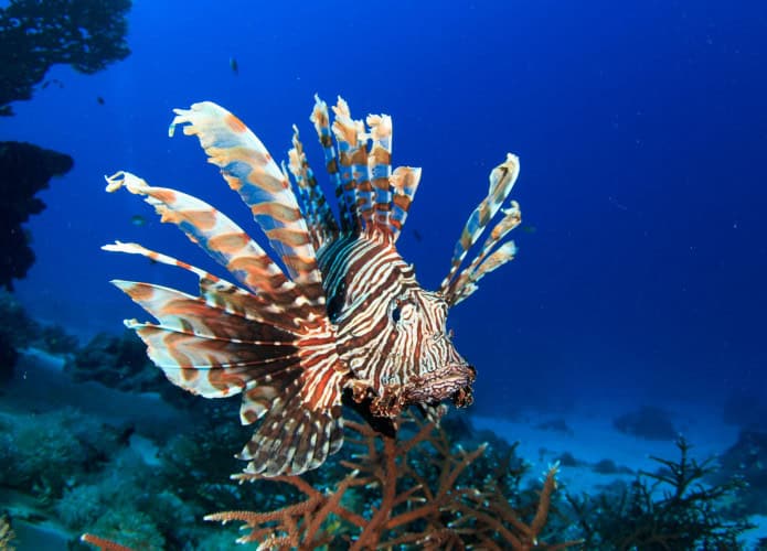 Pescadores avistaram peixe-leão no sul da Bahia. Animal tem 18 espinhos venenosos pelo corpo e é um risco ao ecossistema costeiro nacional.