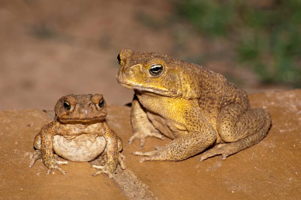 Sapo-cururu (Rhinella marina)