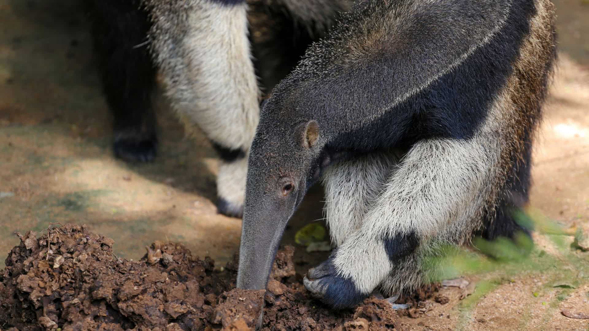 Mamíferos encontraram na dieta baseada em formigas uma receita de sucesso evolutivo.