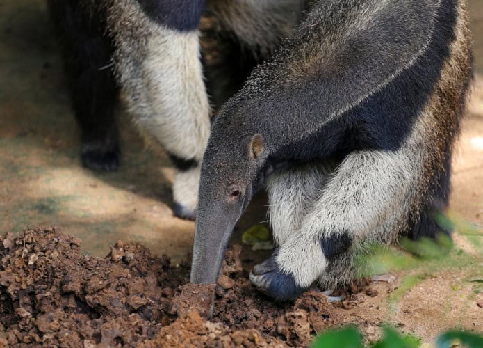 Mamíferos encontraram na dieta baseada em formigas uma receita de sucesso evolutivo.