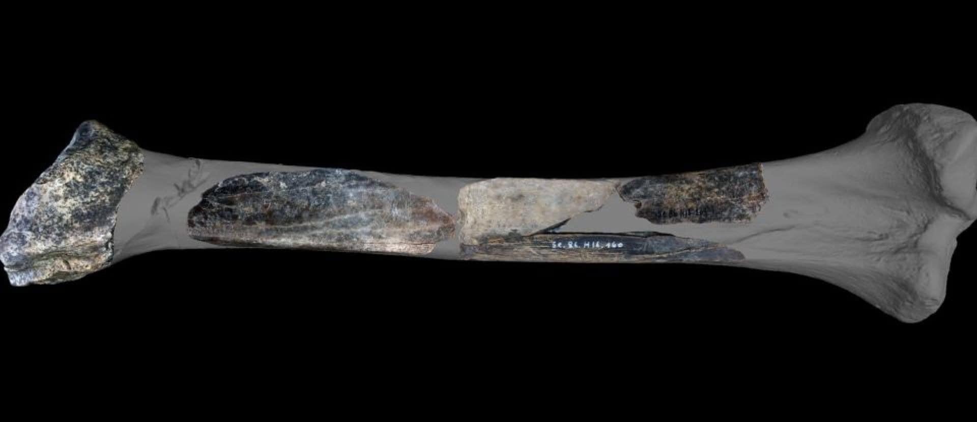 Modelo em 3D da tíbia de leão-das-cavernas transformada em 