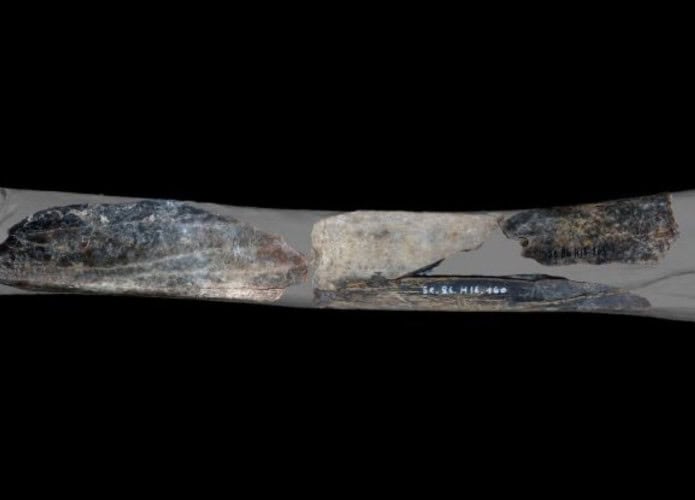 Modelo em 3D da tíbia de leão-das-cavernas transformada em 