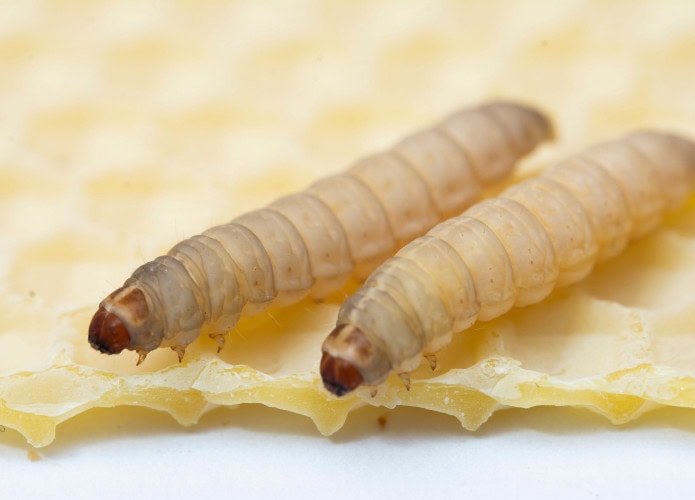 lagarta Galleria mellonella
