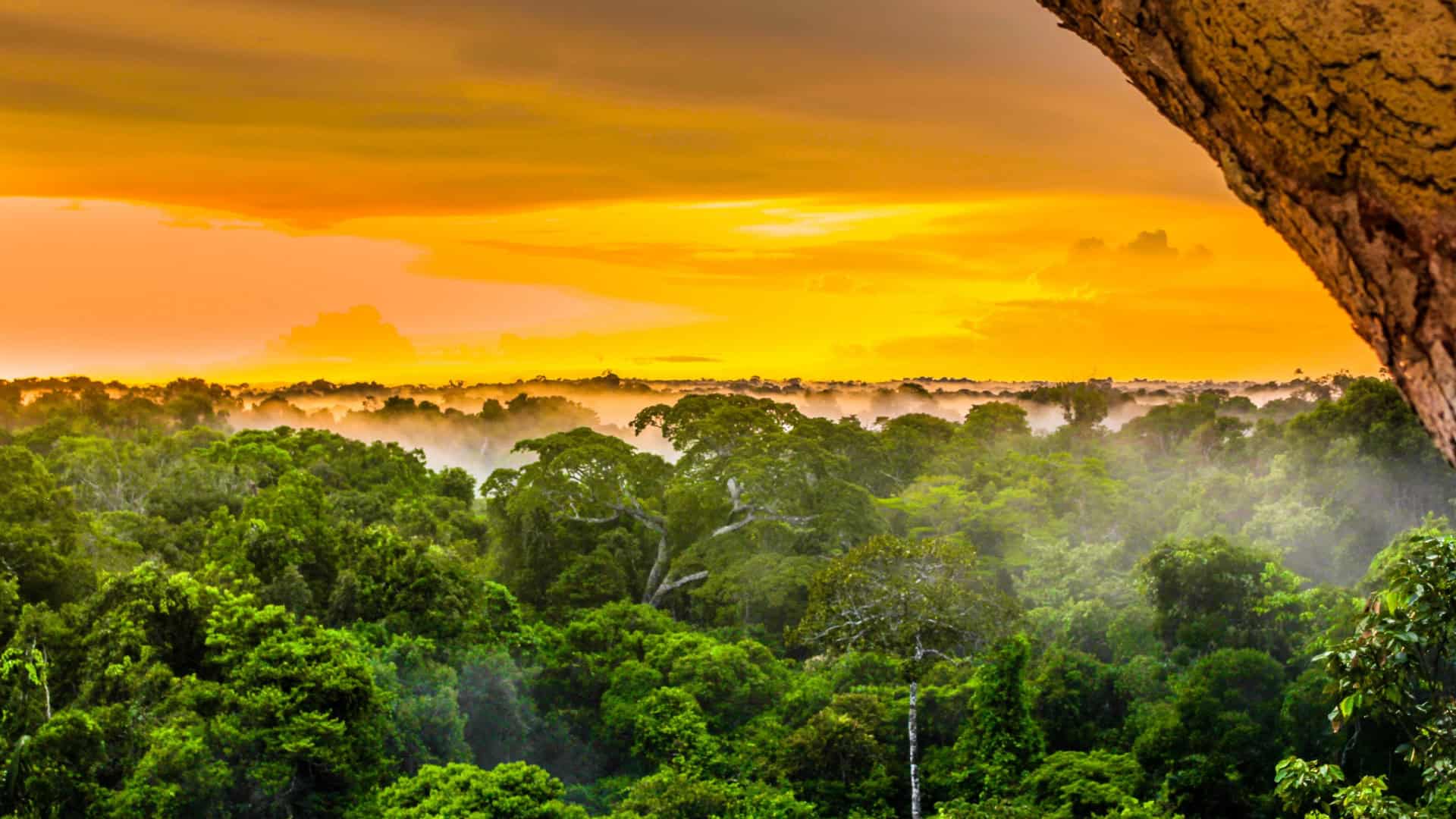 Amazônia vista de cima