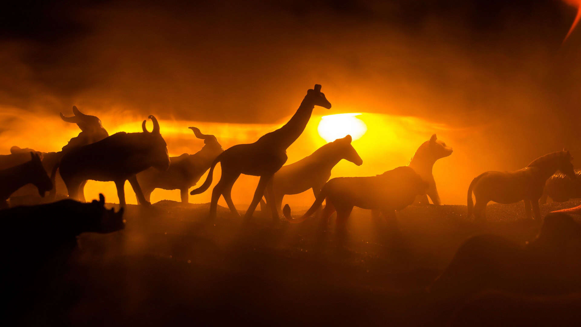 Animais fogem do fogo durante a noite