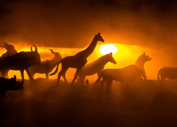 Animais fogem do fogo durante a noite